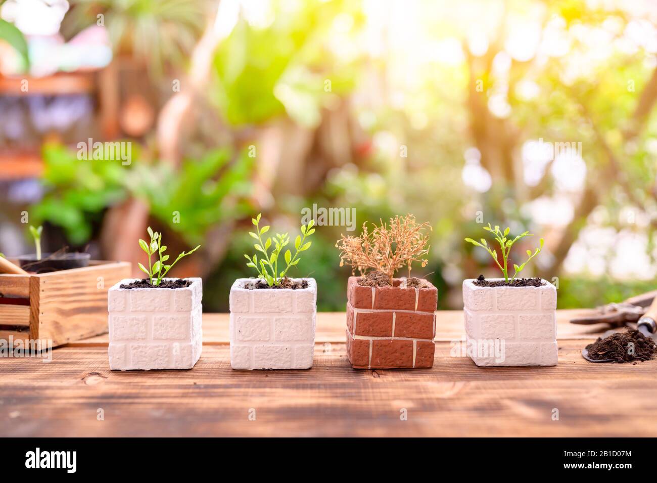 Experimentieren mit dem Pflanzen von 4 Bäumen und 1 Toten. Haus Gartenarbeit Natur und Umwelt Hobby. Entspannen und erholen Sie sich in der Frühlingssaison zu Hause. Stockfoto