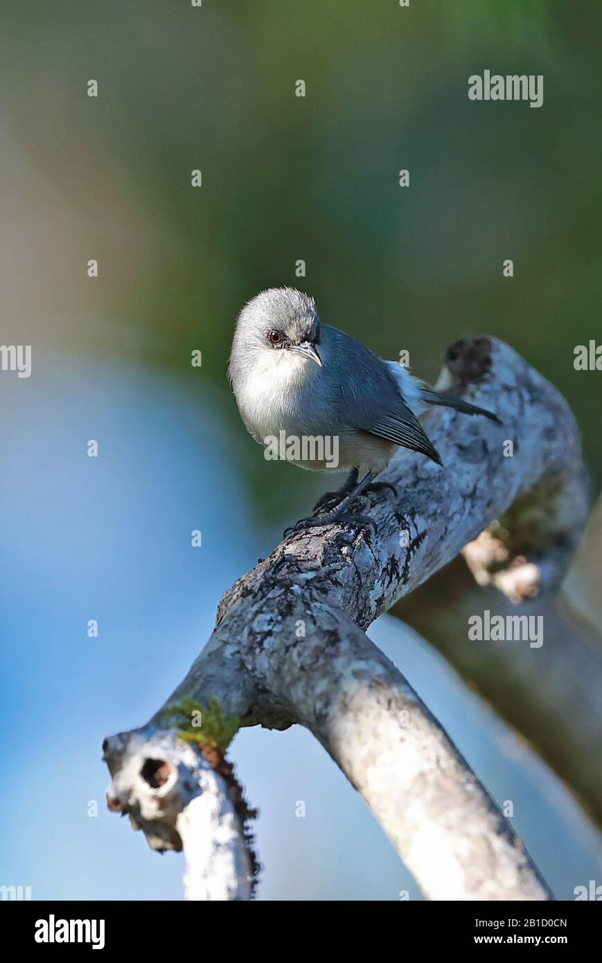 Zosterops mauritianus Fotos und Bildmaterial in hoher Auflösung Alamy