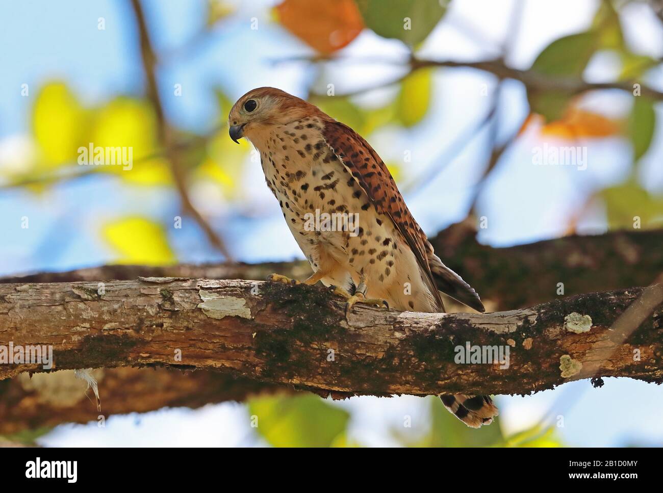 Mauritius Kestrel (Falco punctatus) Erw. Auf Ast, bedrohte Spezies Mauritius November Stockfoto