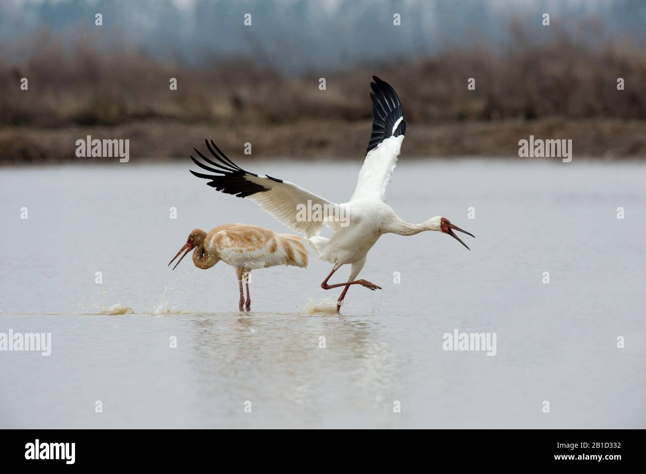 Sibirischer Kran (Leucogeranus leucogeranus), der nach einem anderen Kran auf der Wuxing Farm, Nanchang, in Ostmittelchina jagt Stockfoto