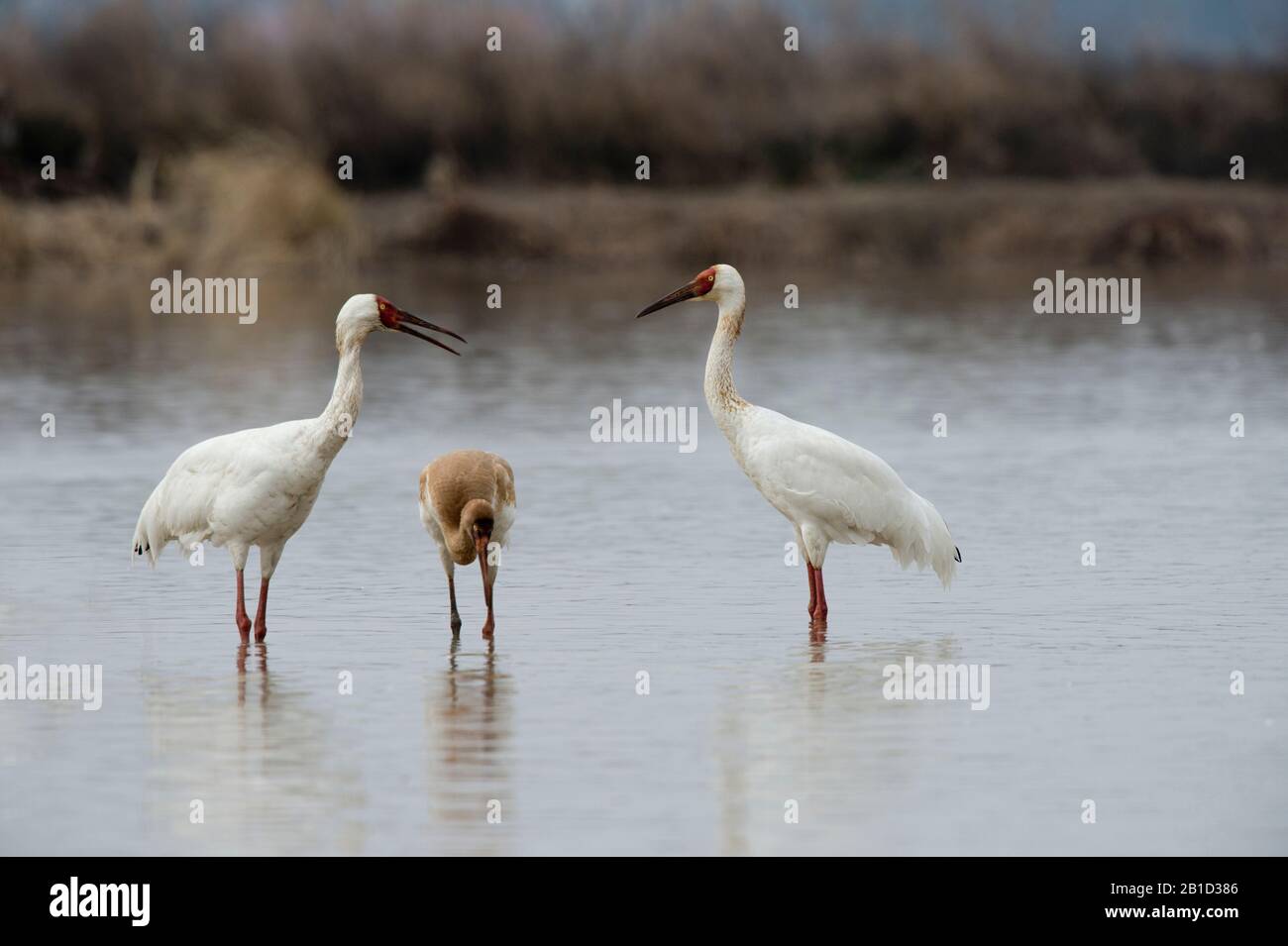 Familie Siberian Crane (Leucogeranus leucogeranus) auf der Wuxing Farm, Nanchang im Poyang-Seebecken im ostmittelchinesischen Stockfoto