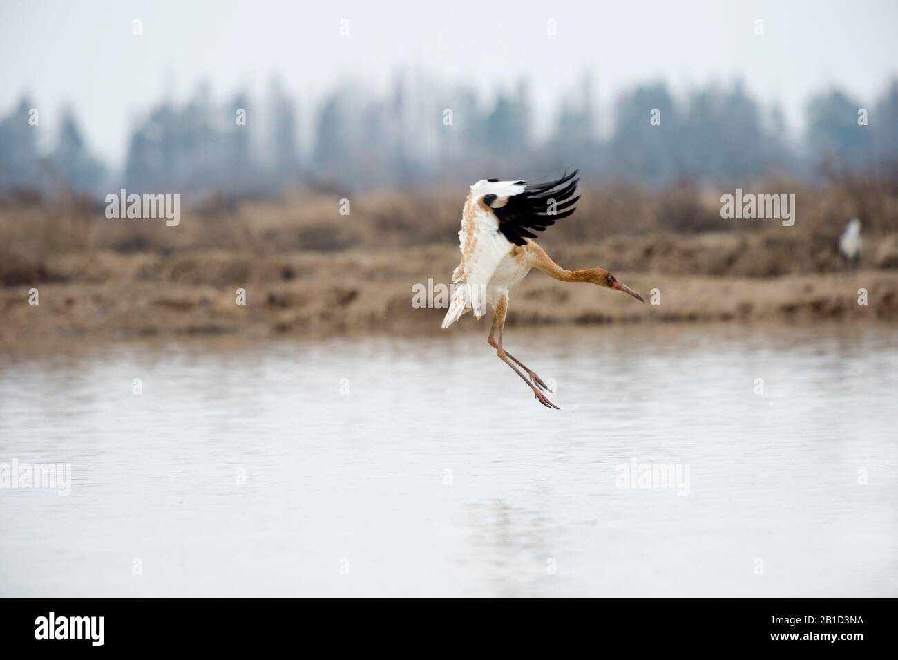 Sibirischer Kranich juvenile (Leucogeranus leucogeranus) landen in einem Feuchtgebiet auf der Wuxing Farm, Nanchang im Poyang-Seebecken im ostmittelchinesischen Stockfoto