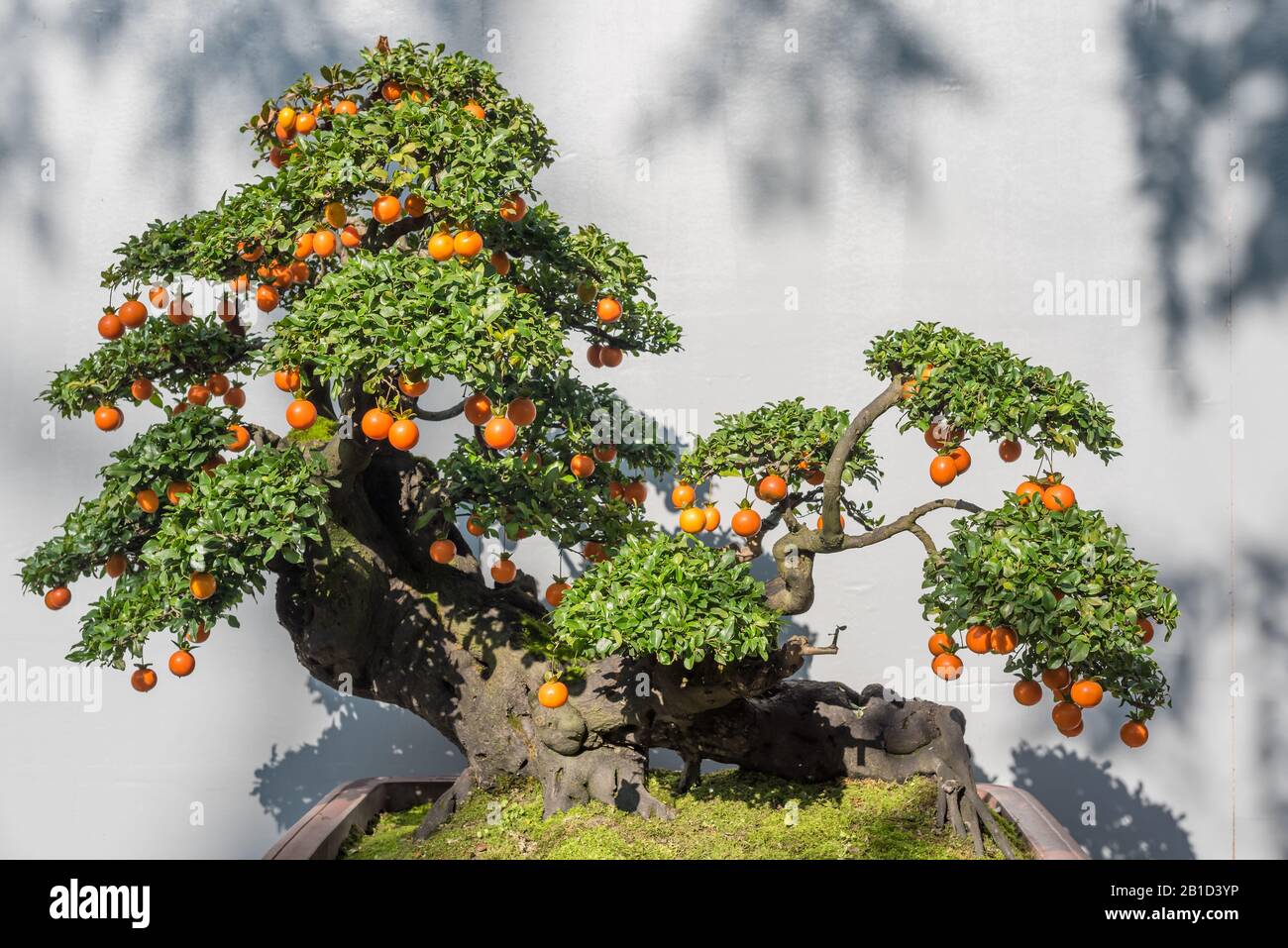 Orangen Bonsai Früchte Baum Stockfotos und -bilder Kaufen - Alamy