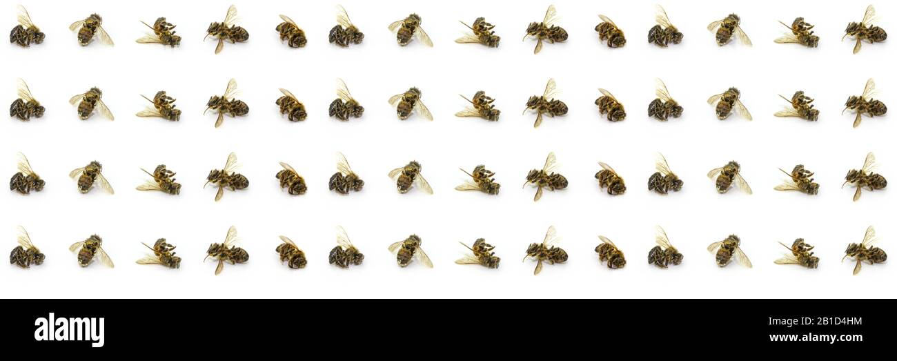 Linien von toten Bienen Kopfzeile oder Hintergrund, Rückgang der Bienen aufgrund von Lebensraumzerstörung, Verschmutzung und Pestizideinsatz Stockfoto