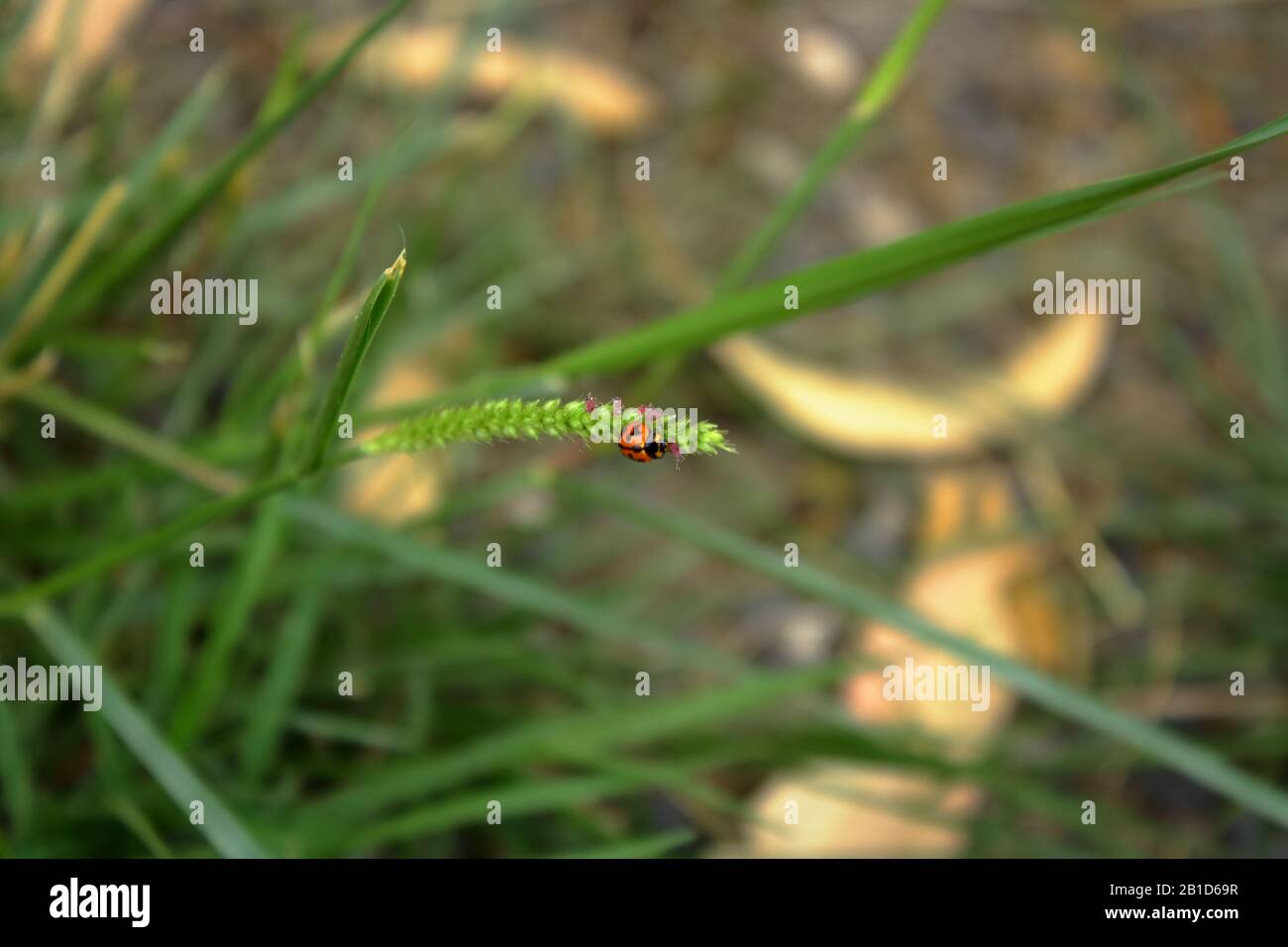 Damenwanze an Grasmüllungen. Stockfoto