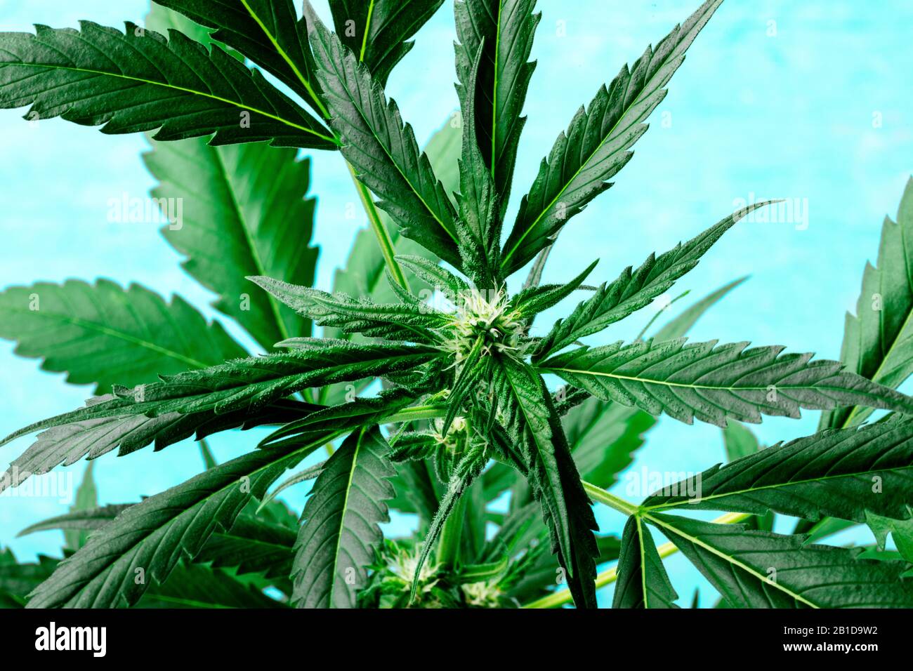 Cannabis mit lebhaften Blättern, Stigmen und Trichomen, auf blauem Grund, wachsende Marihuana-Pflanze Stockfoto