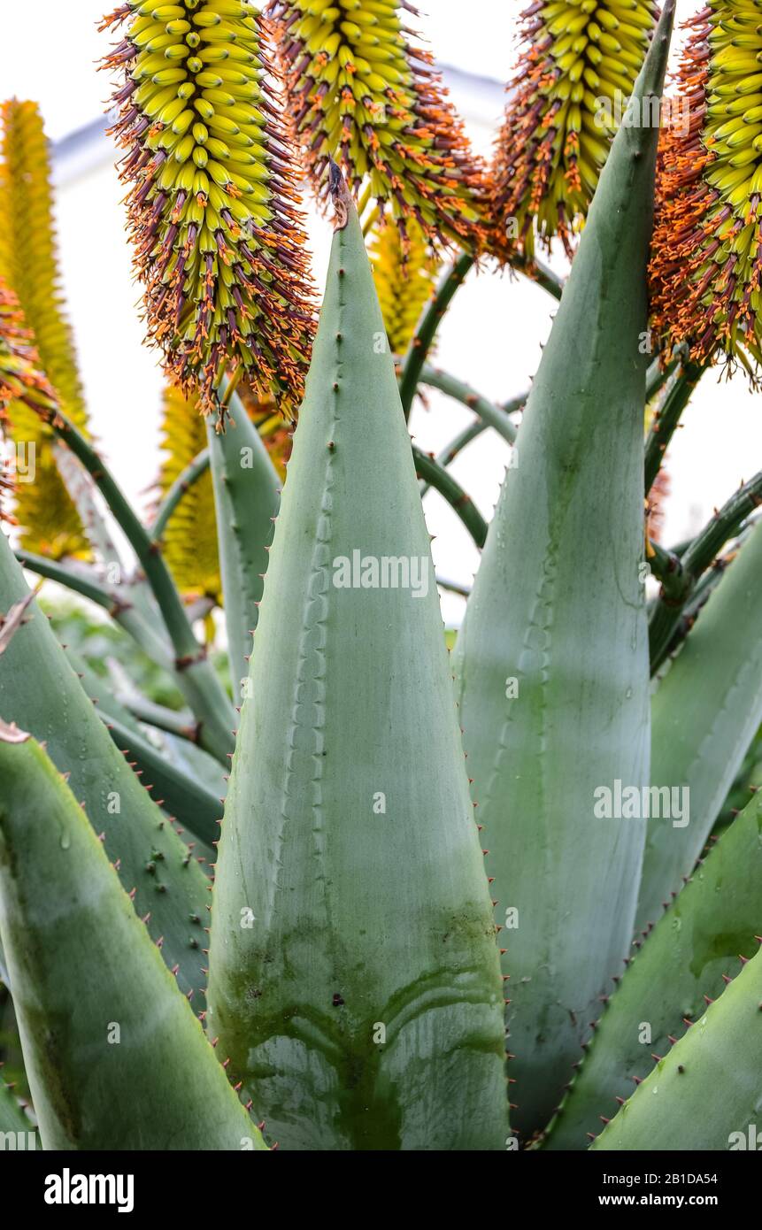 aloe vera gel mundpflege Pure Aloe Vera Gel main image 0