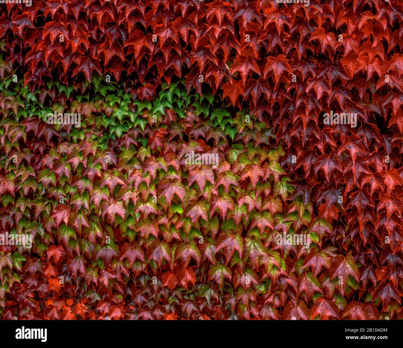 Boston Efeu, Parthenocissus tricuspidata Veitchii,, Mill Valley, Marin County, Kalifornien Stockfoto