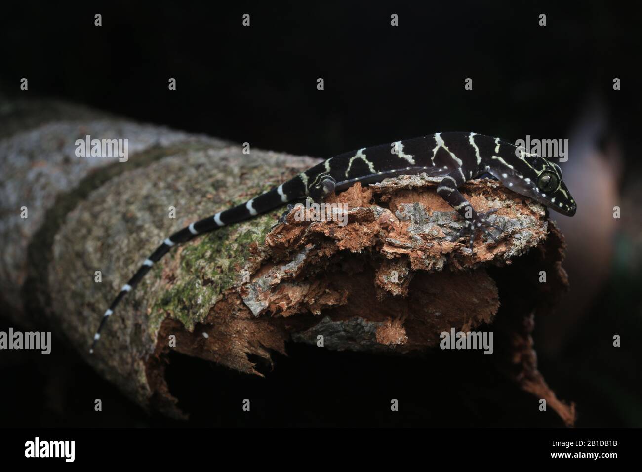 Peter's Forest Gecko, Cyrtodactylus consobrinus Stockfoto