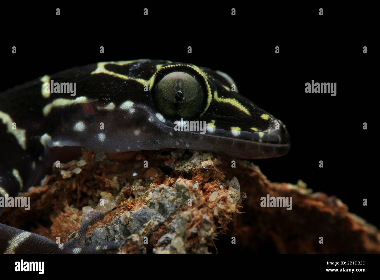 Peter's Forest Gecko, Cyrtodactylus consobrinus Stockfoto
