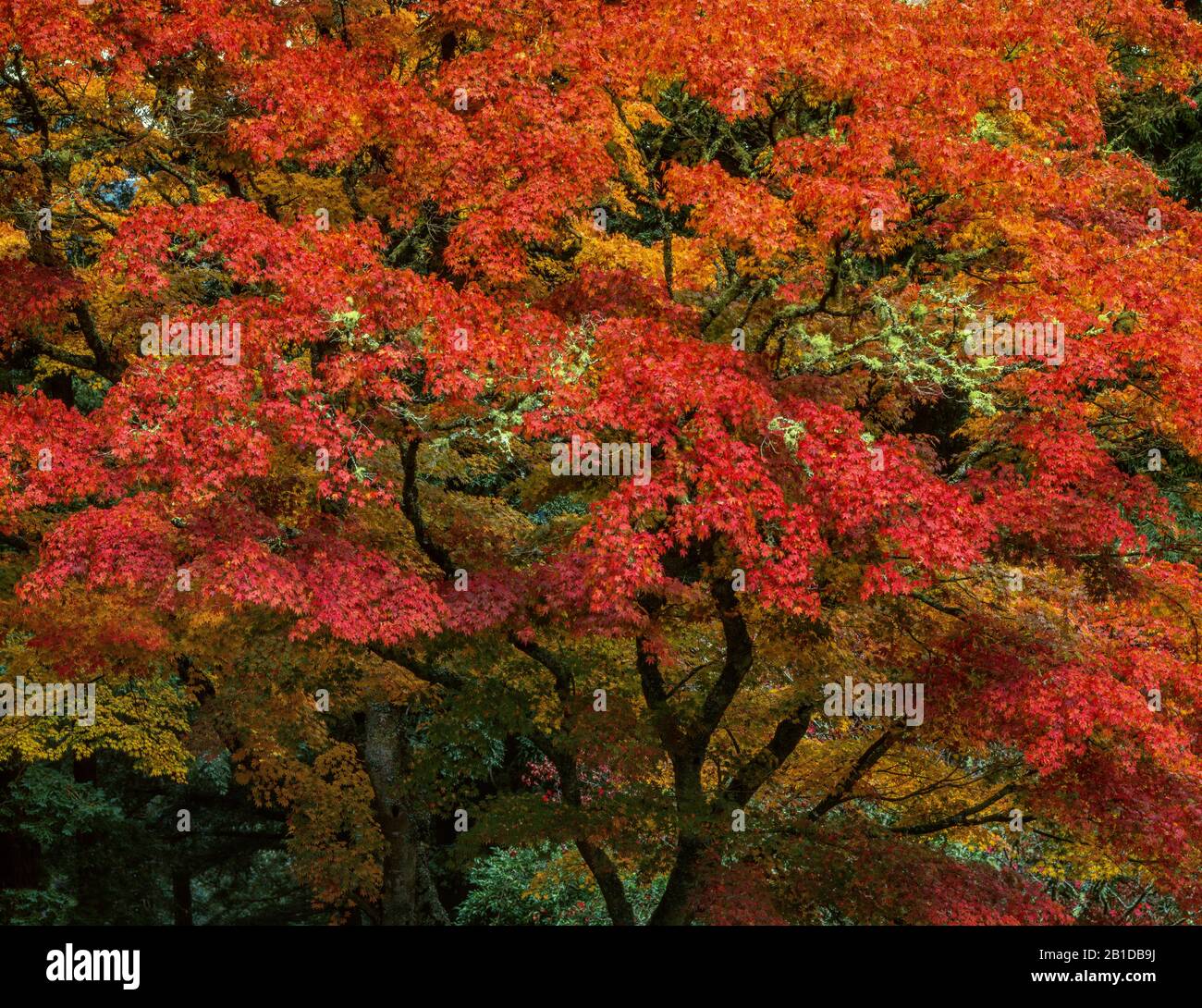 Japanischer Ahorn, Acer palmatum, Mill Valley, Marin County, Kalifornien Stockfoto