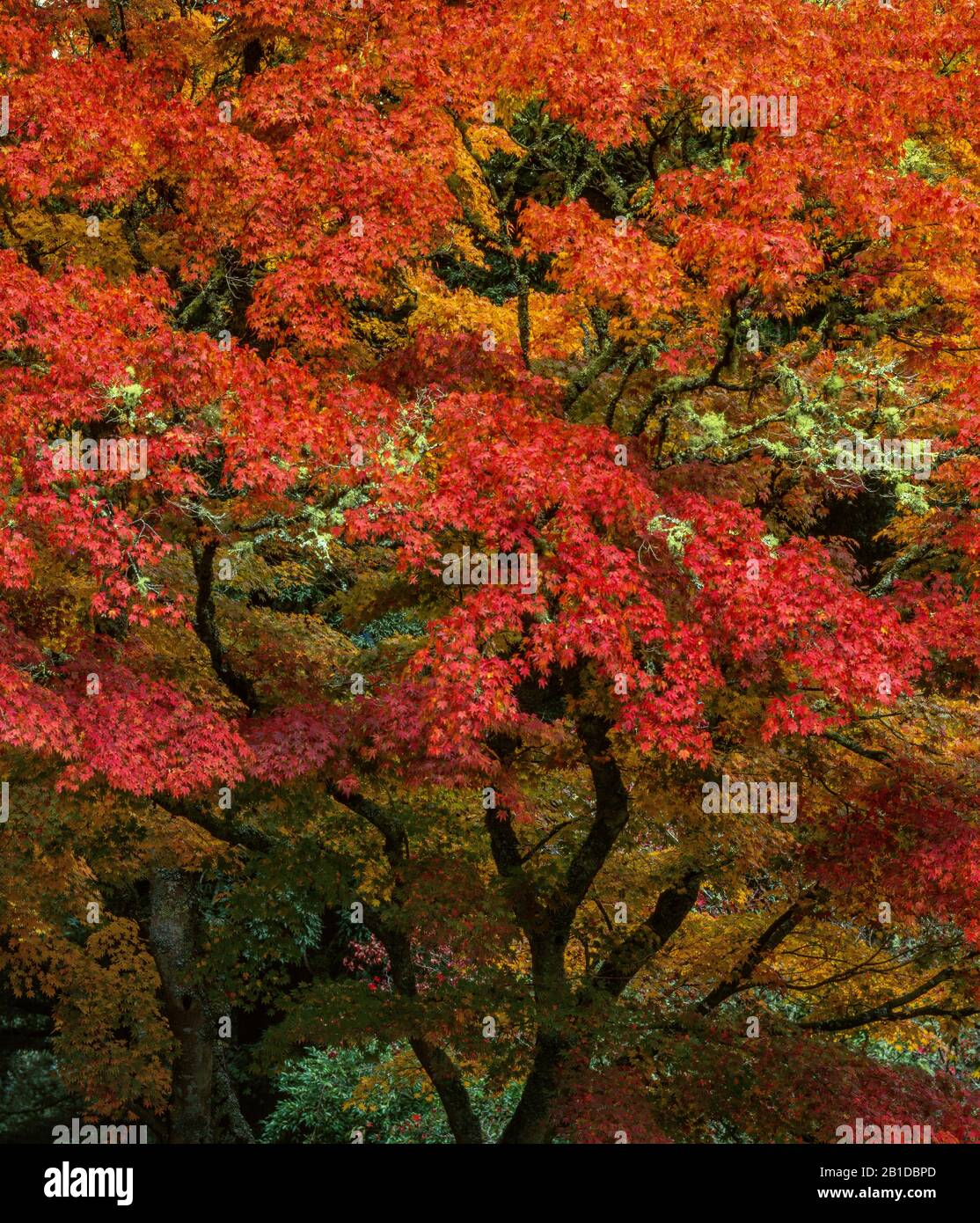 Japanischer Ahorn, Acer palmatum, Mill Valley, Marin County, Kalifornien Stockfoto
