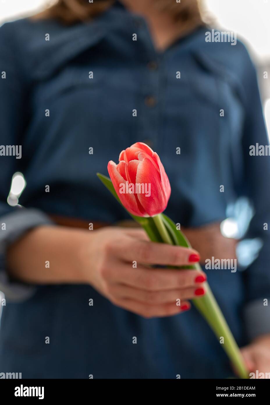 Nahaufnahme eines roten, senkrechten Tulpenhalts von einer Frau bemalte Fingernägel Hand, die ein Denimkleid trägt. Stockfoto