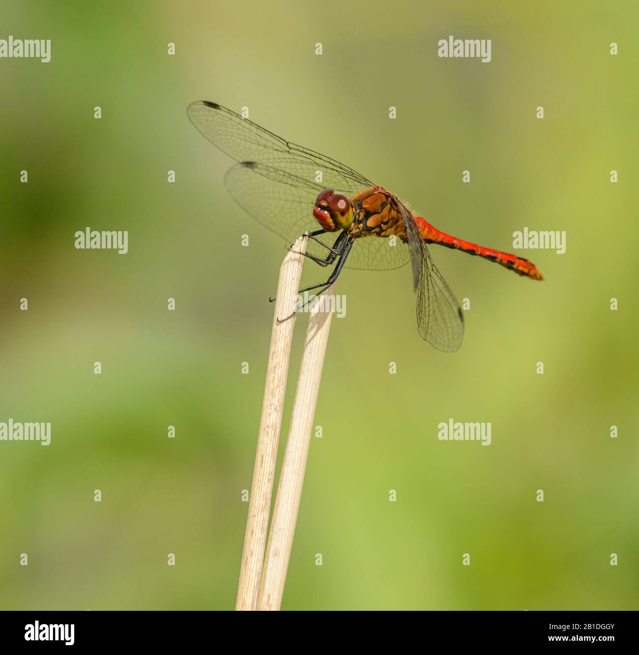 Rote Libelle auf trockenem Schilf sitzend, wild Stockfoto
