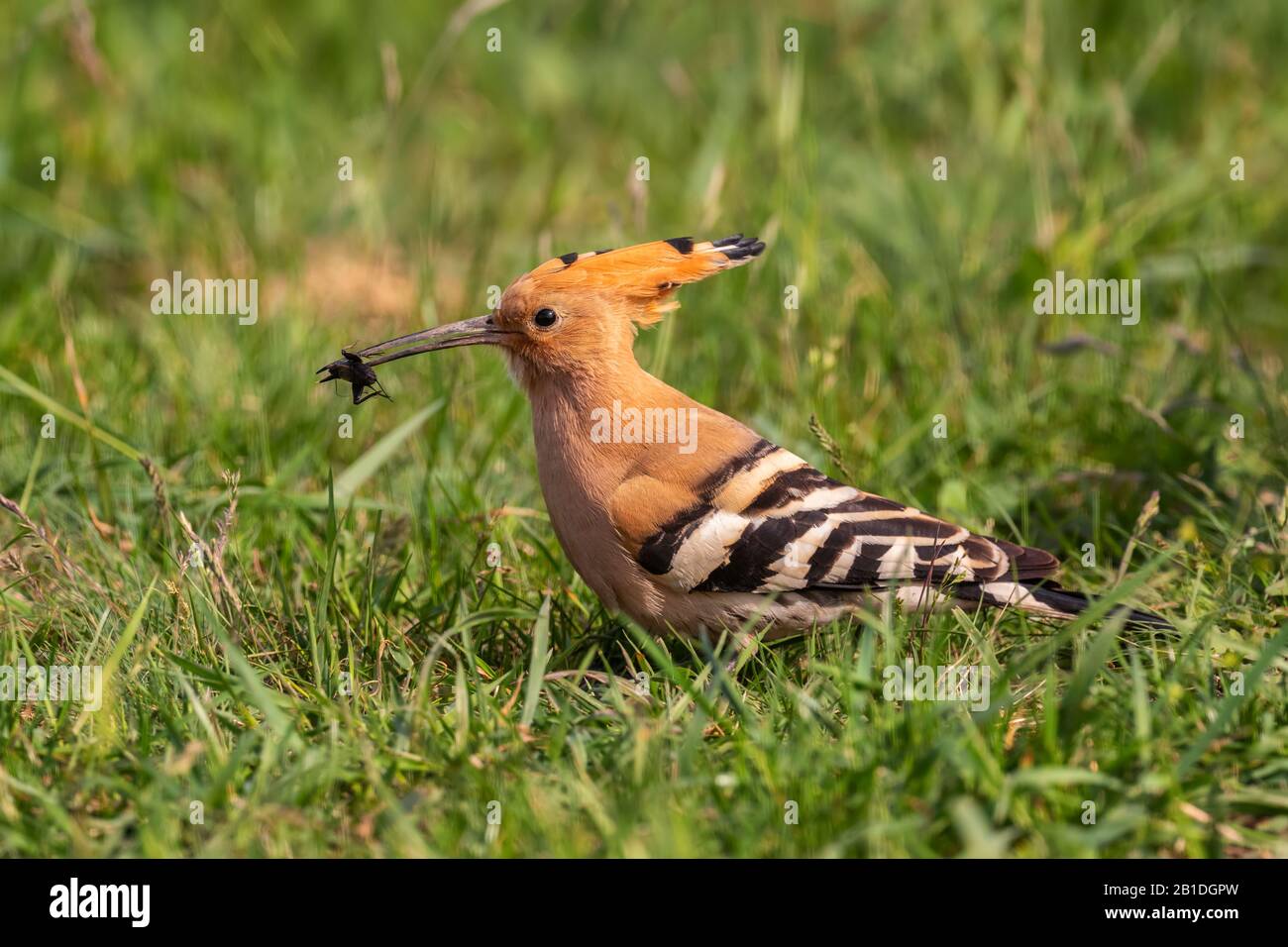 Eurasisches Hoopoe - Upupa-Epops, schöner Orangenvogel aus europäischen Wald und Wiesen, Hortobagy, Ungarn. Stockfoto