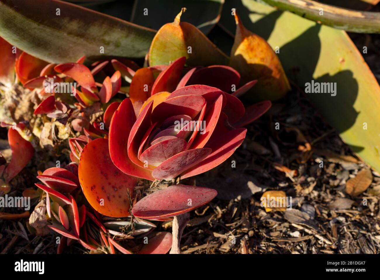 Kalanchoe luciae, AKA Paddle Plant, Flapjacks, Red Pancakes, Desert Cabbage, wie in der goldenen Stunde in Newport Beach California zu sehen. Stockfoto