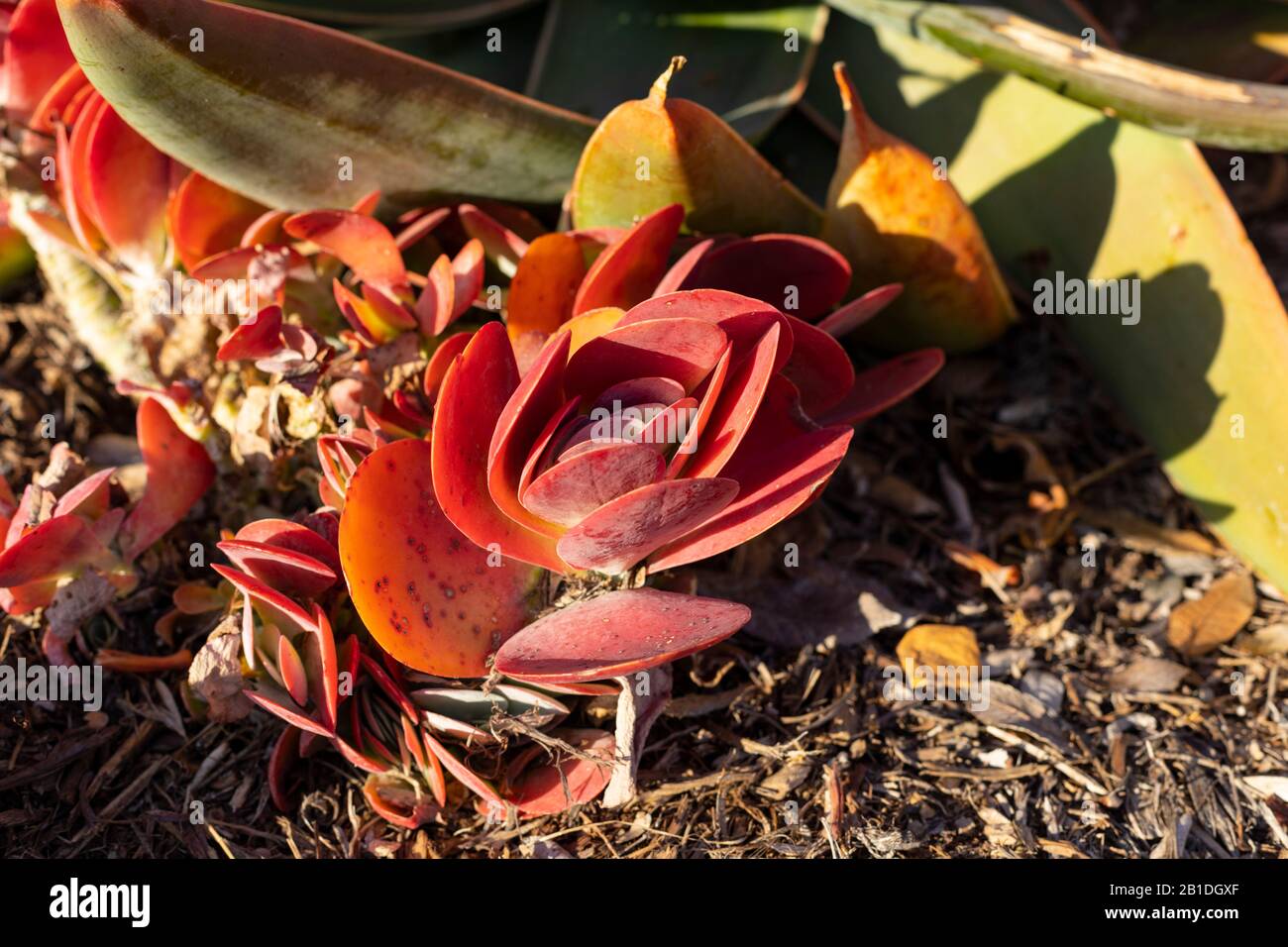 Kalanchoe luciae, AKA Paddle Plant, Flapjacks, Red Pancakes, Desert Cabbage, wie in der goldenen Stunde in Newport Beach California zu sehen. Stockfoto