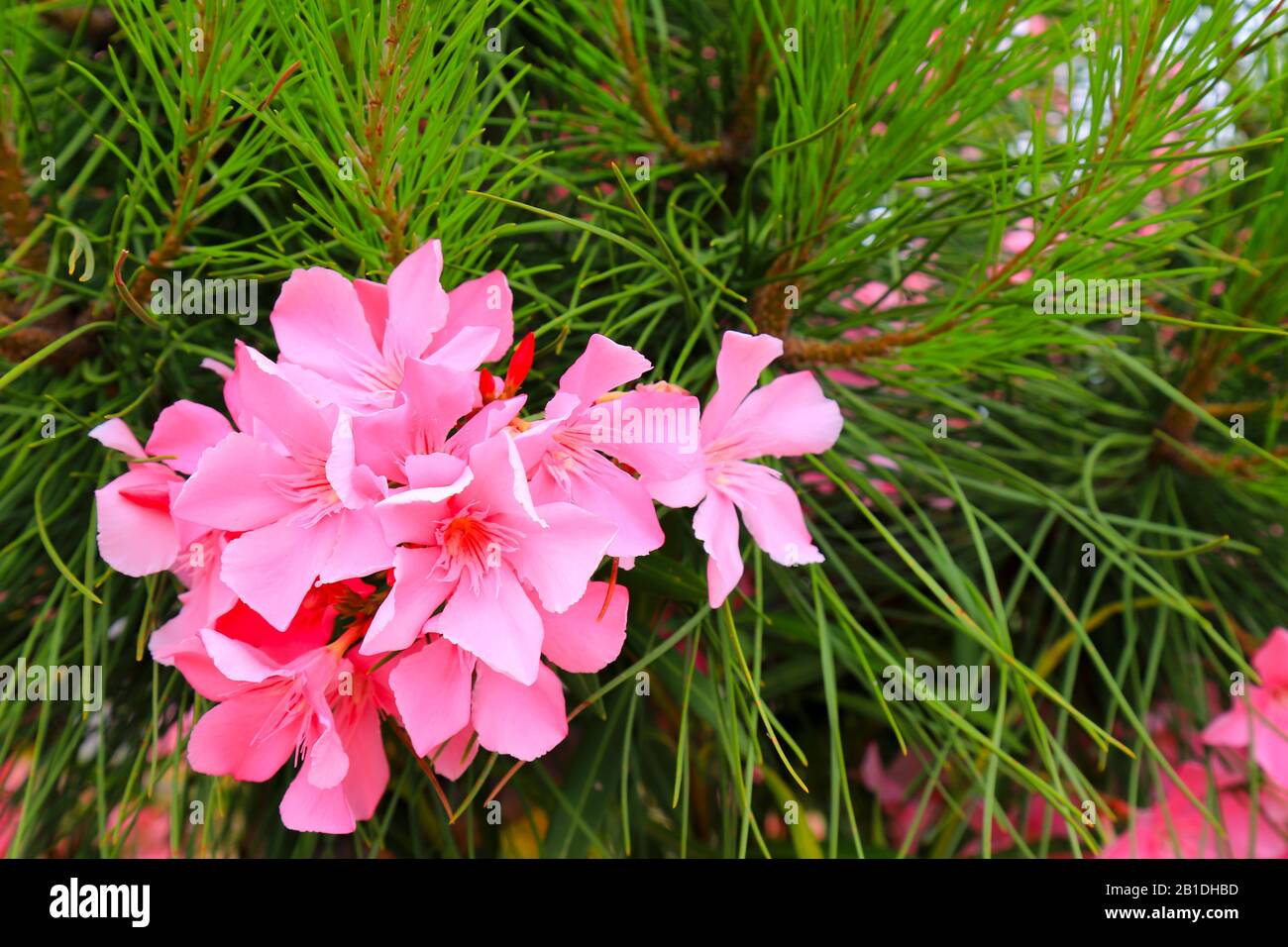 Zarte Blüten eines rosa Oleander, Nerium Oleander, blühten im Frühjahr. Strauch, ein kleiner Baum aus der Familie der Kornelkirschen Apocynaceae. Stockfoto