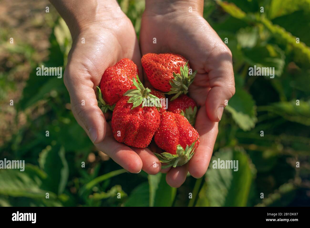 Frau Hände halten frische Erdbeeren im Garten. Stockfoto