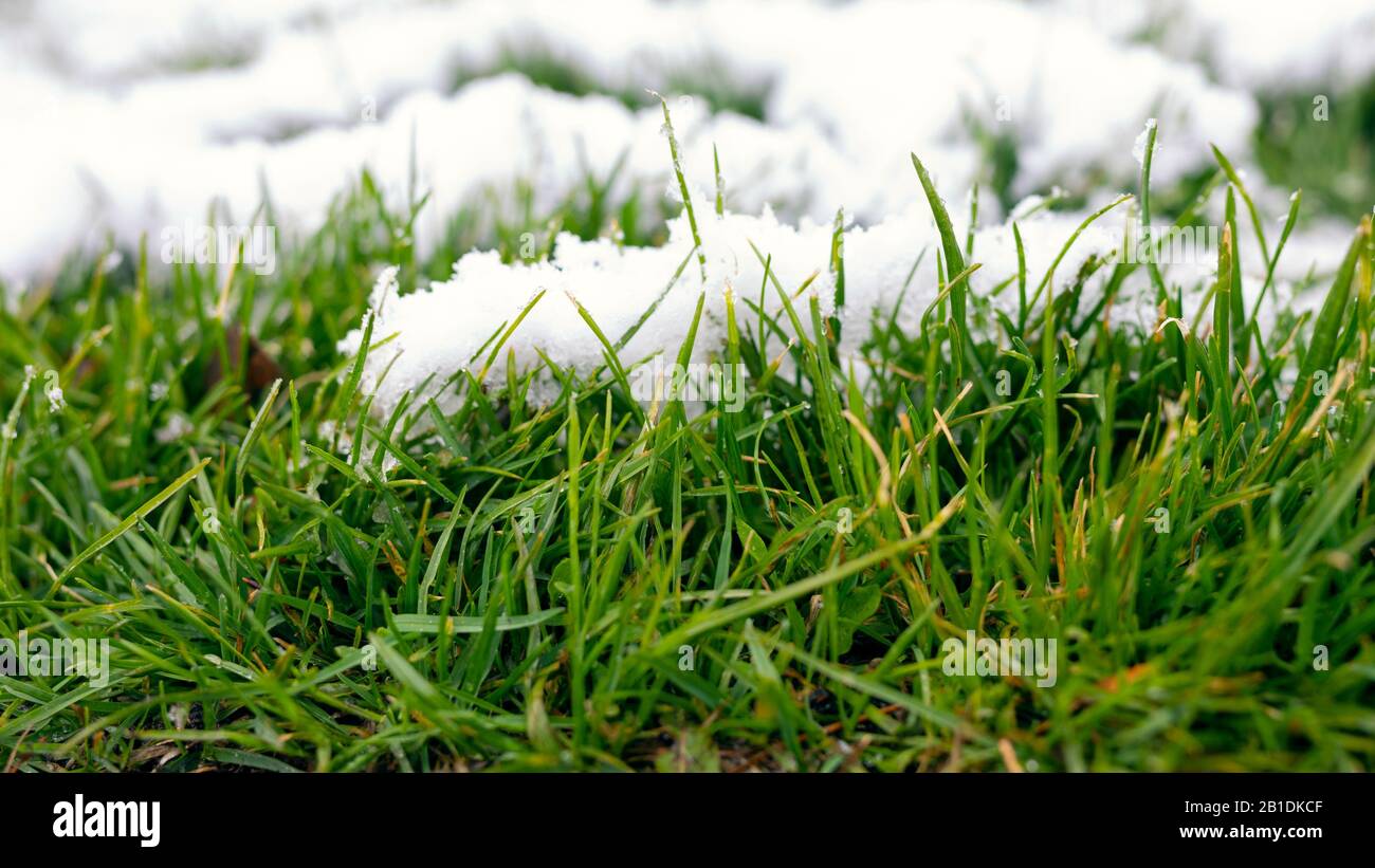 Grüne Sprossen Winterweizen unter Schnee. Weißer Schnee und frisches Jungrasenfrühling Bannerhintergrund. Stockfoto
