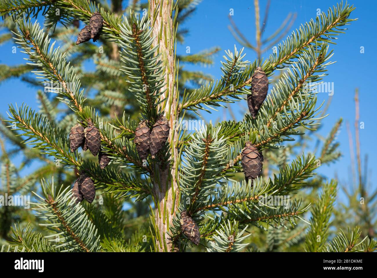 Hängende dekorative braune Zapfen aus Picea omorika oder serbischer Fichte Stockfoto