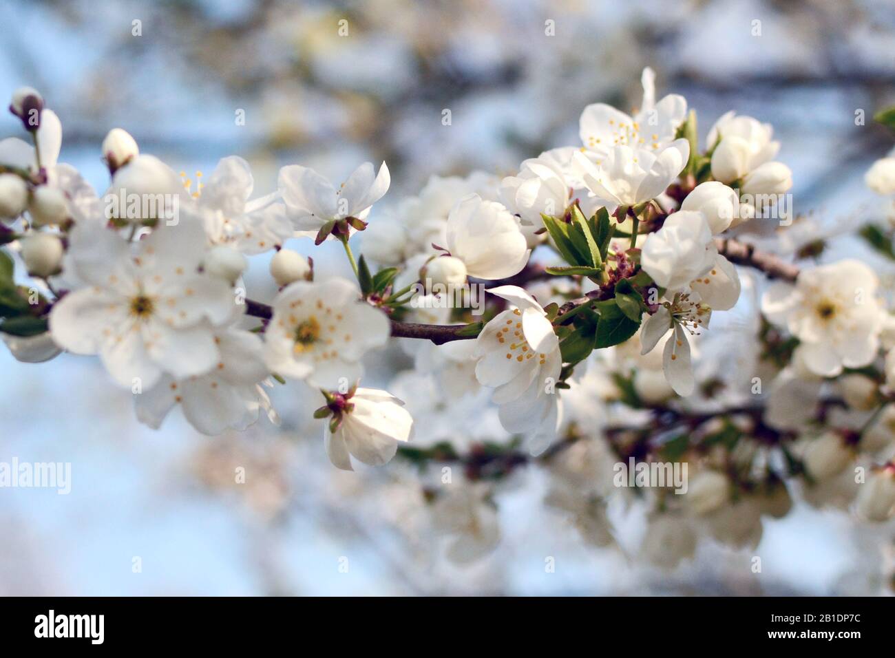 Blühender Obstgarten. Äste mit Kirschblüten. Stockfoto