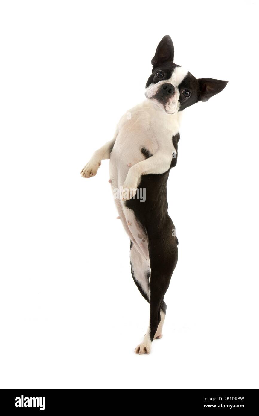Boston Terrier Hund, Hund stehend auf Hind Beine vor weißem Hintergrund Stockfoto