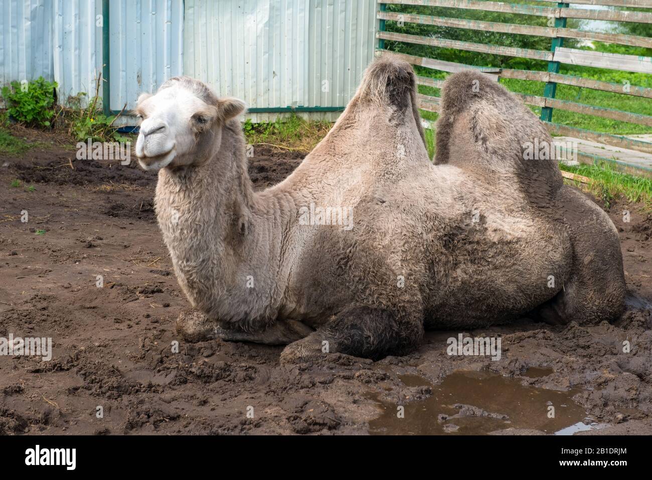 Das Kamel liegt an einem Sommertag im Schlamm Stockfoto