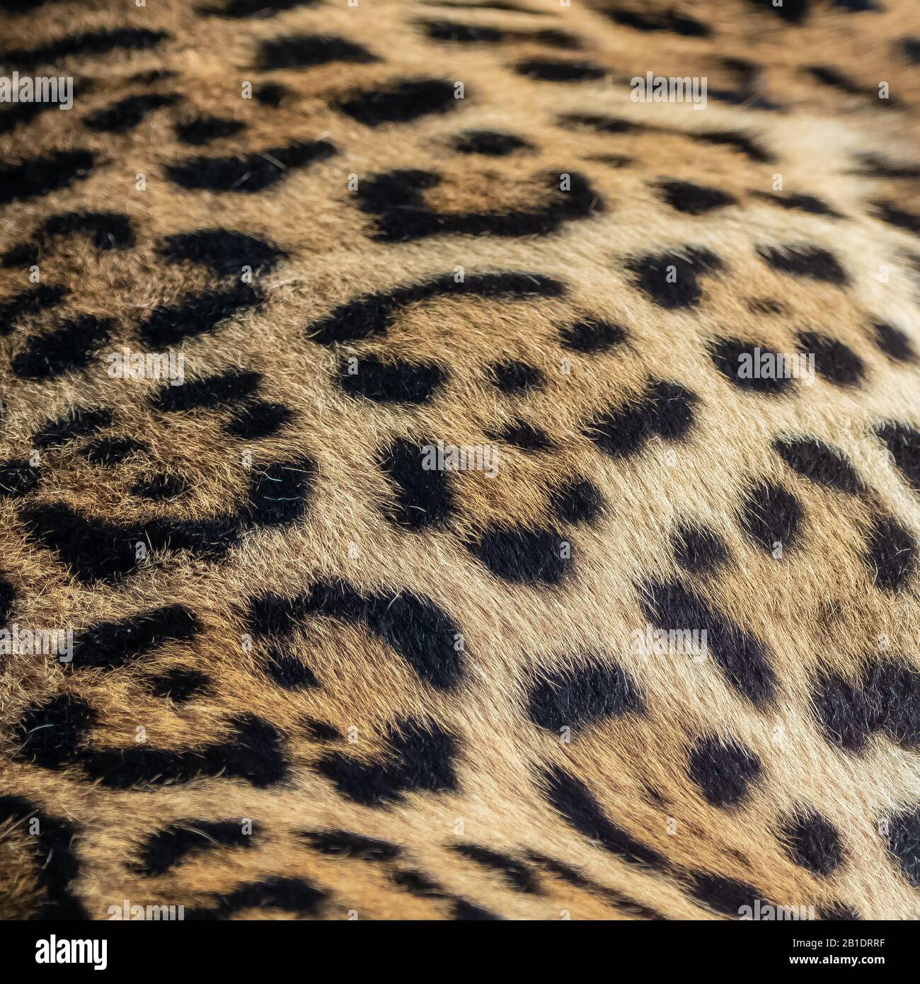 Jaguar, Panthera onca, Panther, einzigartiges Muster auf der Haut Stockfoto