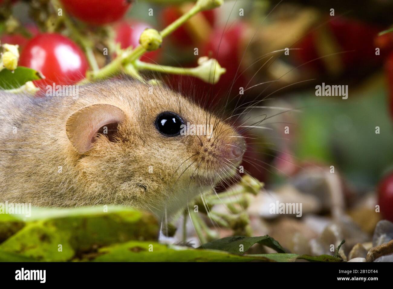 Gewöhnliche Dormaus, Muscardinus avellanarius, Normandie Stockfoto