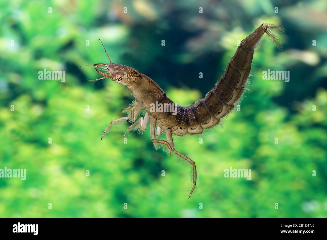 Großen Diving Beetle, Gelbrandkäfer Marginalis Larve stehend im Wasser