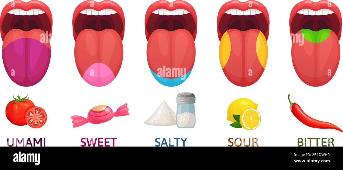 Geschmacksbereiche der Zunge. Süßer, bitterer und salziger Geschmack. Umami und Saure Geschmackrezeptoren Diagramm Cartoon-Vektor-Illustration Stock Vektor