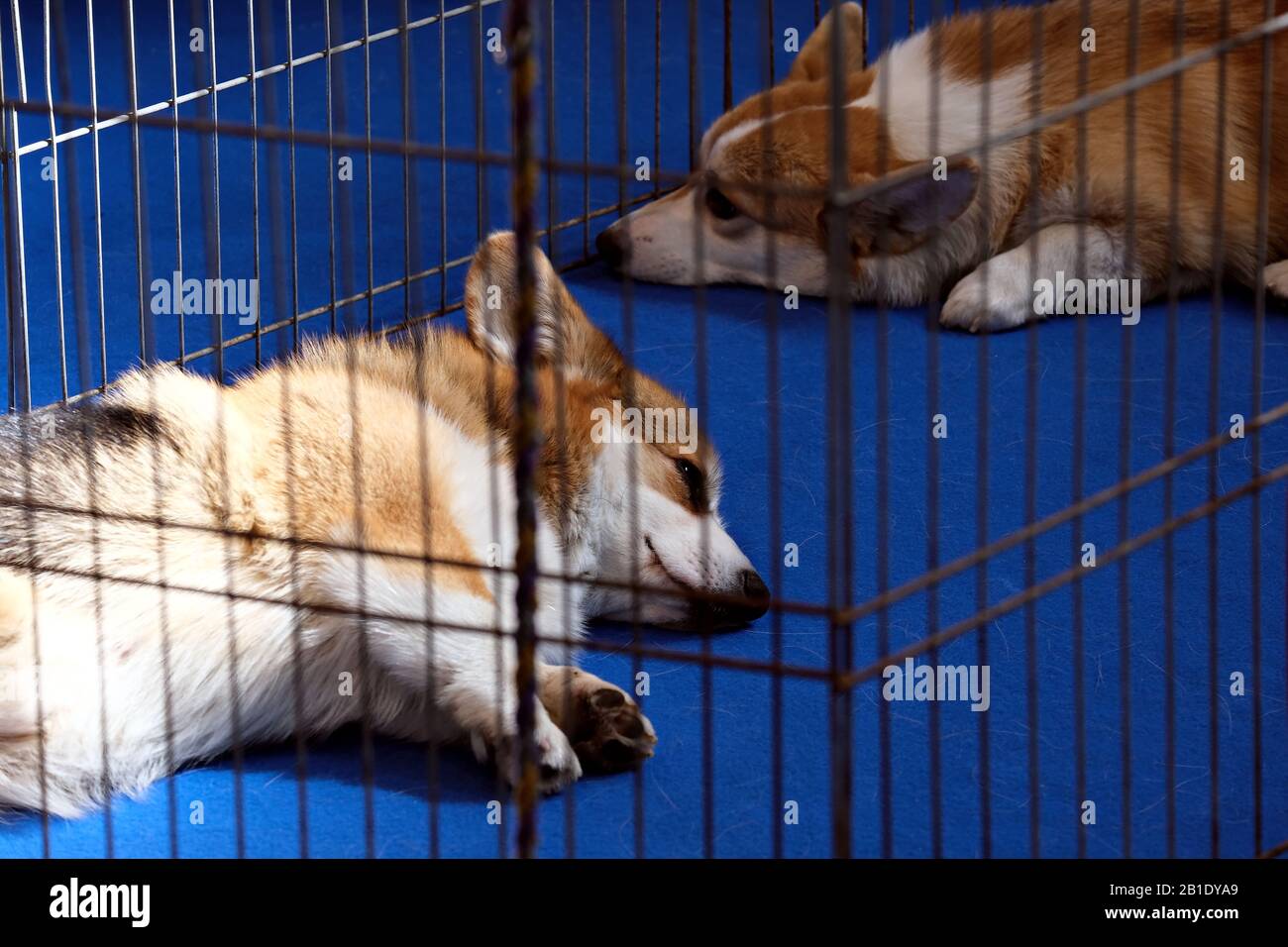 Zwei müde Hunde in einem Käfig bei der Hundeausstellung Stockfoto