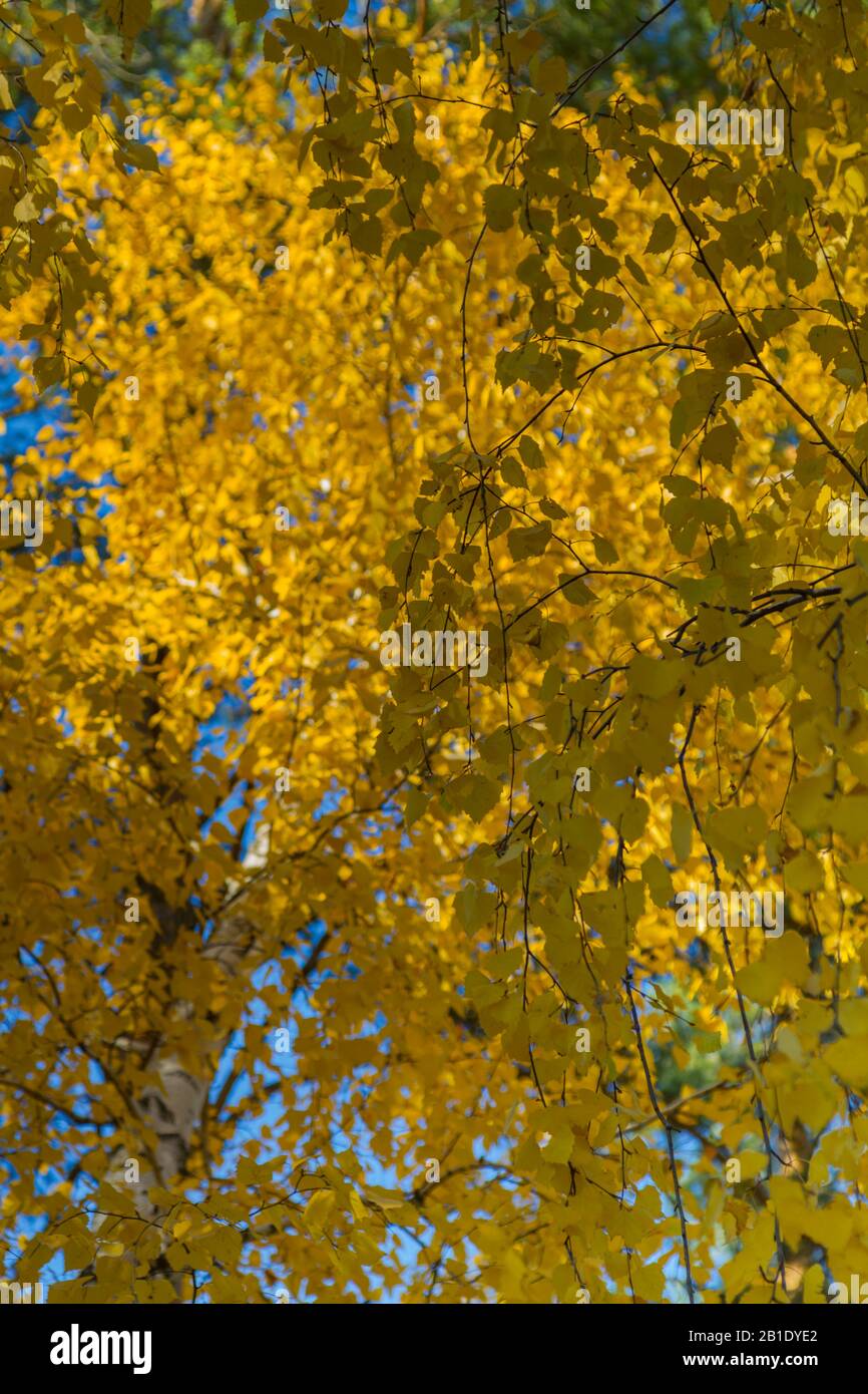 Goldgelbes Blattwerk aus Holzhintergrund. Herbstzeit. Sonniger Tag. Stockfoto