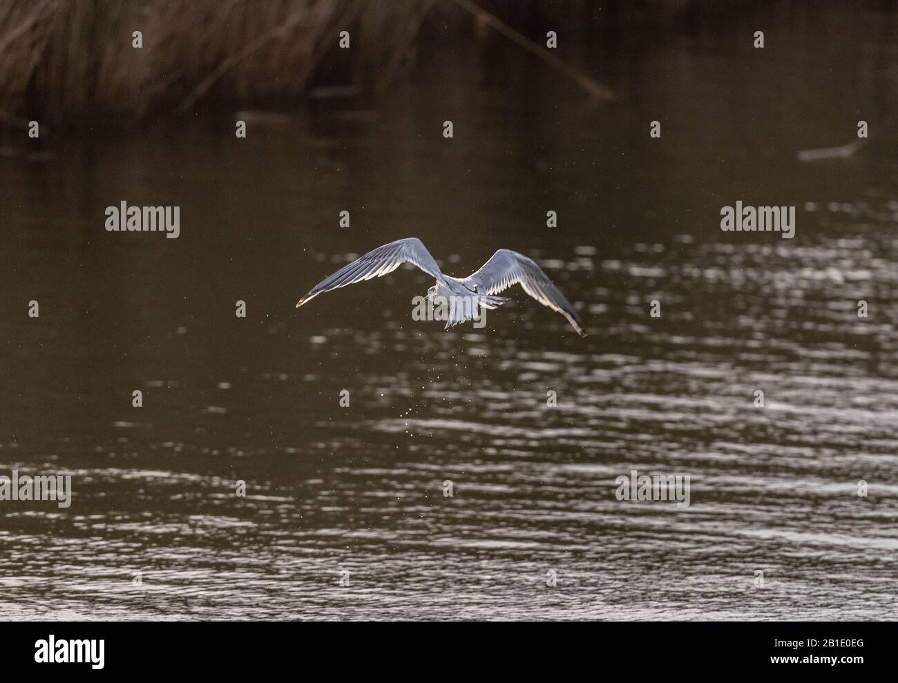 Sandwich tern, Thalasseus sandvicensis, im Flug, vom Wasser abholen; in Griechenland überwintern. Stockfoto