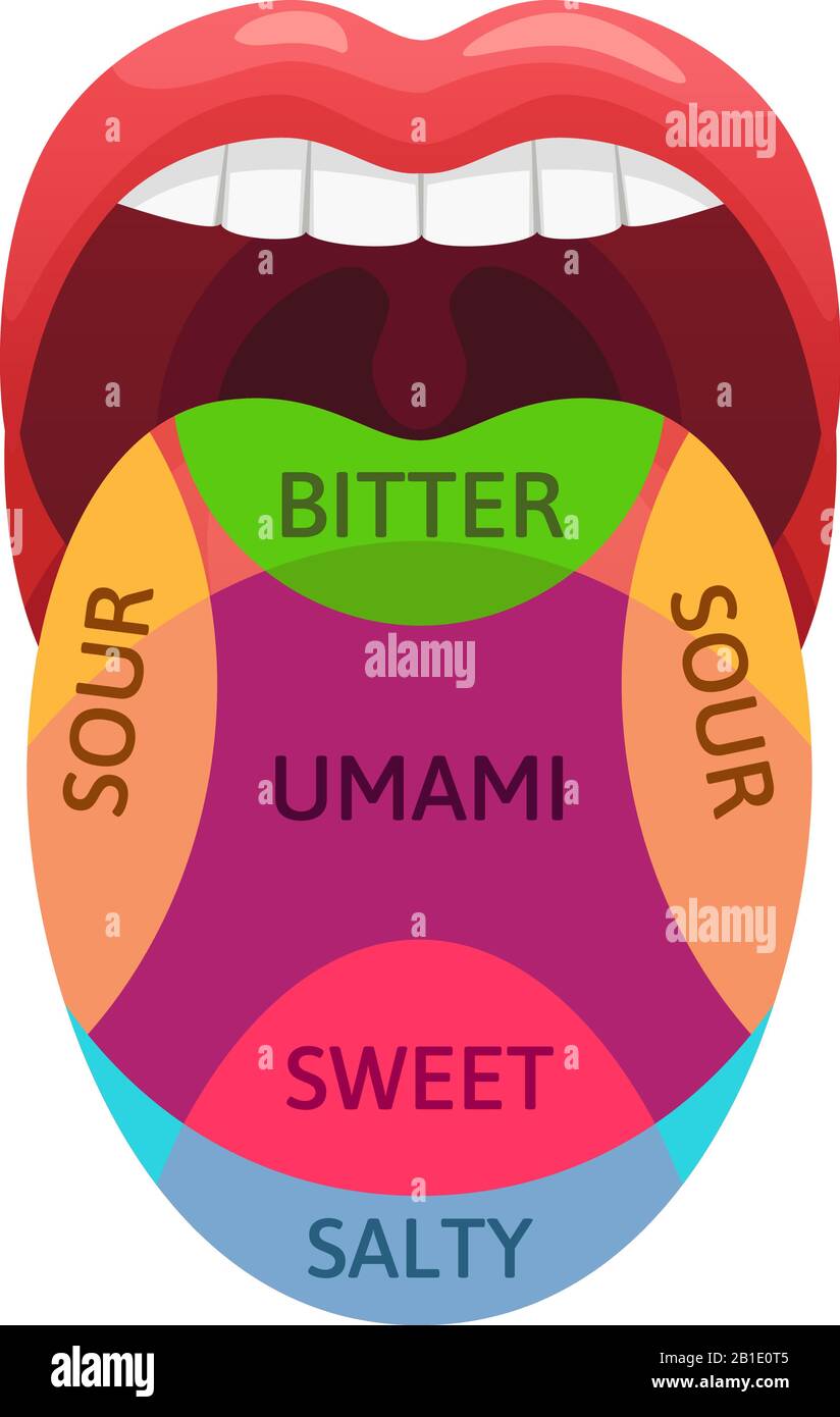 Geschmackszonen für die menschliche Zunge. Süße, bittere und salzige Geschmacksrezeptoren. Verkostungsbereiche, Umami und Sauer-Diagramm-Cartoon-Vektor-Illustration Stock Vektor