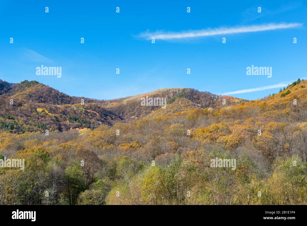 Luftbild von goldenen Bäumen, die auf Hügeln wachsen, die von Drohne eingenommen werden Stockfoto
