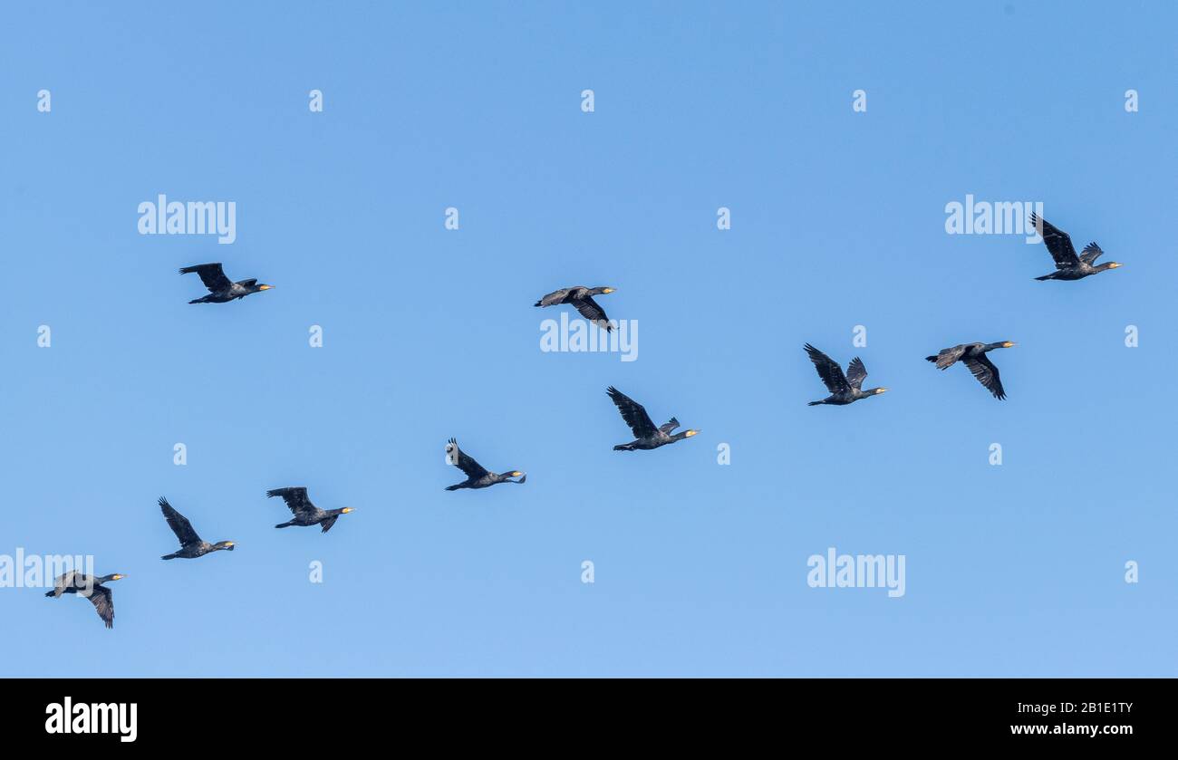 Herde der Common Cormorants, Phalacrocorax carbo, im Flug. Stockfoto