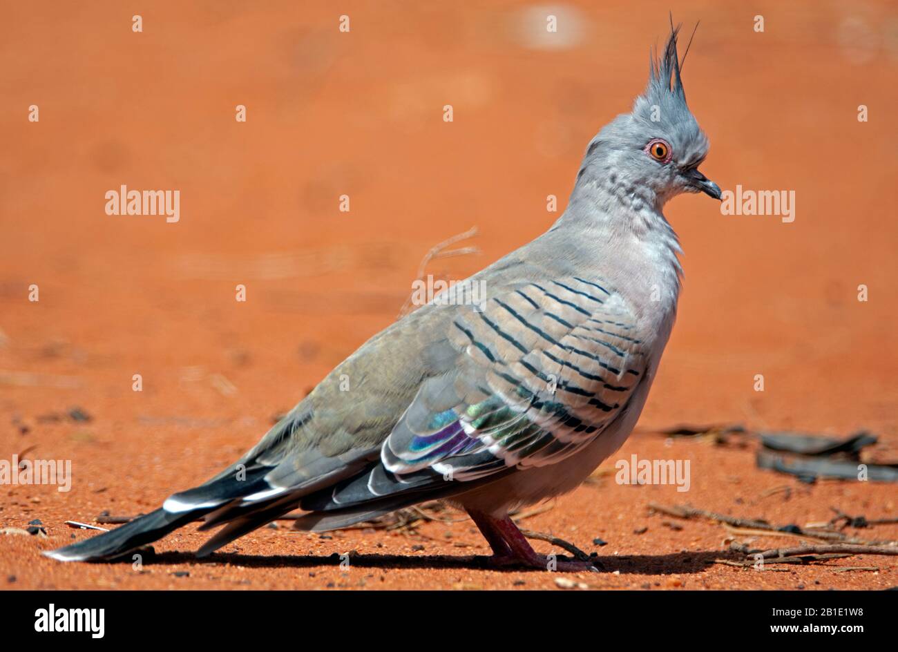 Crested Pigeon des australischen Binnenlandes Stockfoto