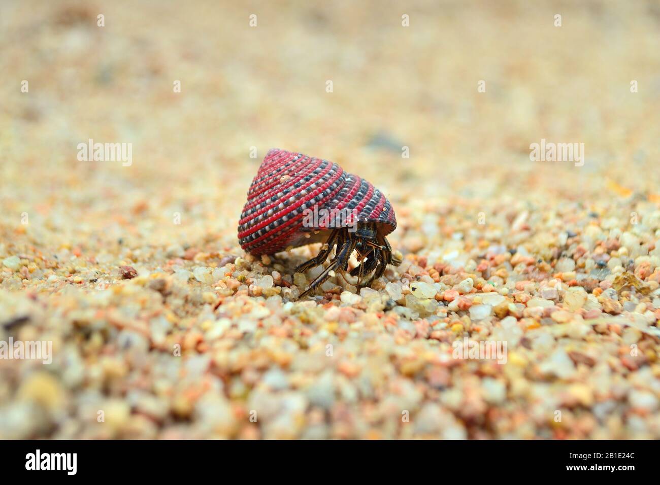 Einsiedlerkrebse, die auf Sand in der Nähe unterwegs sind. Soldatenkrabbe blickt aus der Schale und läuft am Strand, senden. Home mit Ihnen Konzept. Pagurisch. Stockfoto