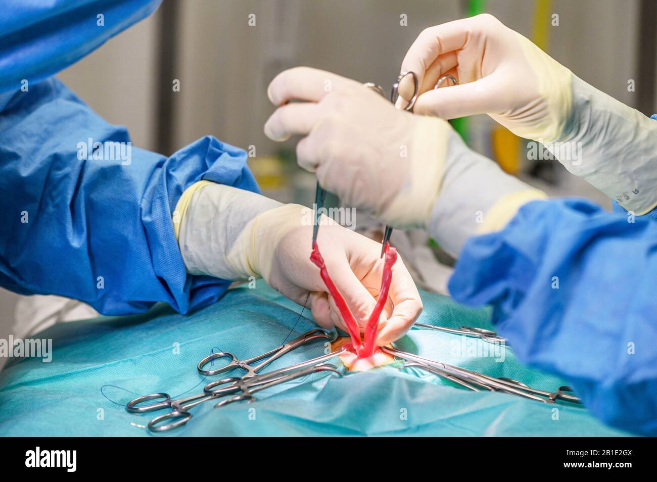 Tierärzteteam operiert eine Katze. Sterilisation einer Katze Nahaufnahme.  Bauchoperation. Medizin, Pinzetten Stockfotografie - Alamy