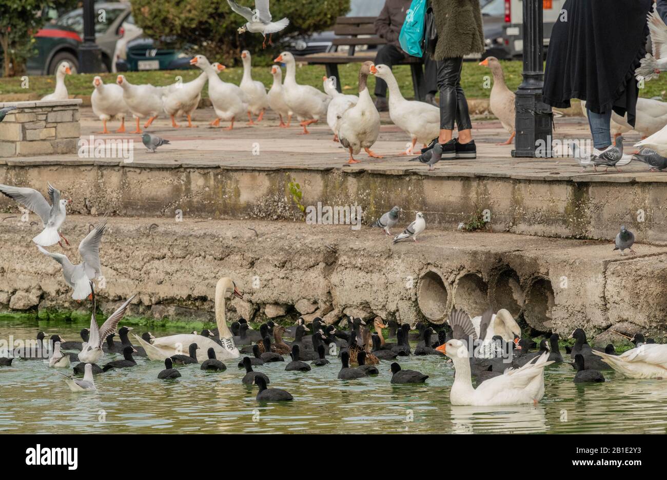 Fütterung der Raserei, wo Vögel Brot gefüttert werden, am Kastoria-See, Griechenland; mit Herde, stummem Schwan, heimischen Enten usw. Stockfoto