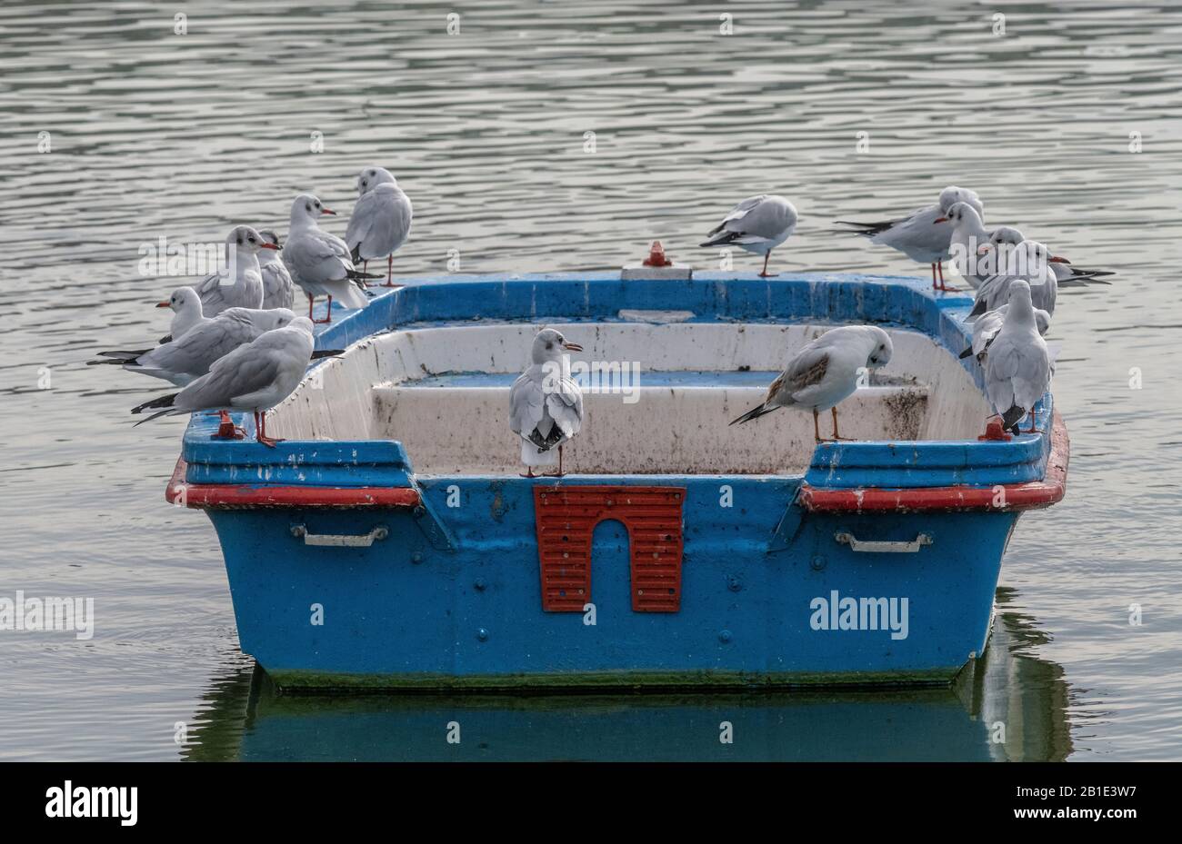 Boot mit Schar von Schwarzköpfigen Gulls auf dem algengefüllten Kastoria-See, Nordgriechenland. Stockfoto