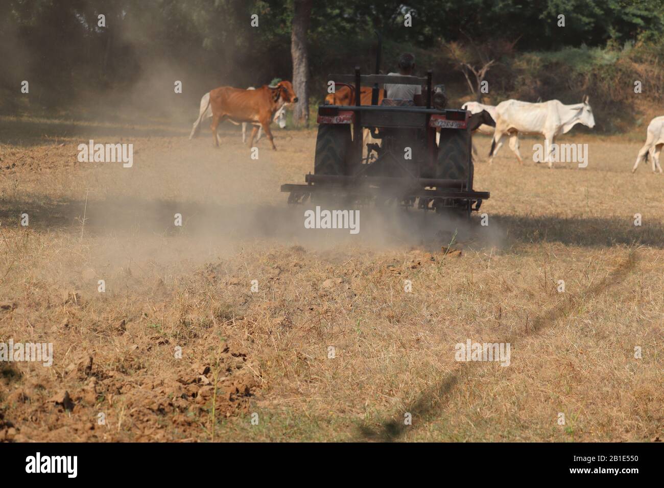 Der Traktor wird vom Bauern mit Wind auf dem Boden kultiviert und bläst den Sand im landwirtschaftlichen Betrieb oder auf dem Feld Stockfoto