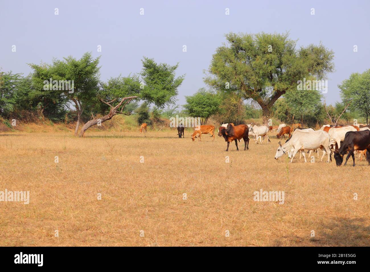 Kühe in einem großen Feld, Herbstlandschaft, Wüstenlandschaft in Kühen, indische Kühe gruppieren sich in der Farm Stockfoto