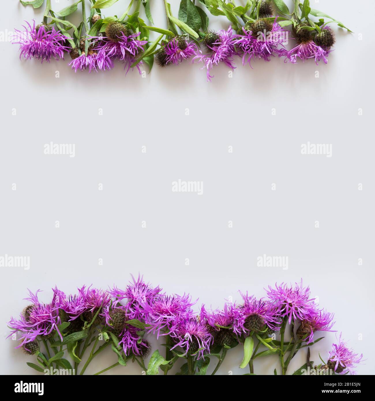 Quadratisches Blumenmuster aus lila und rosa Milchdistel blüht auf grauem Grund. Flache Lage, Draufsicht. Muster. Stockfoto