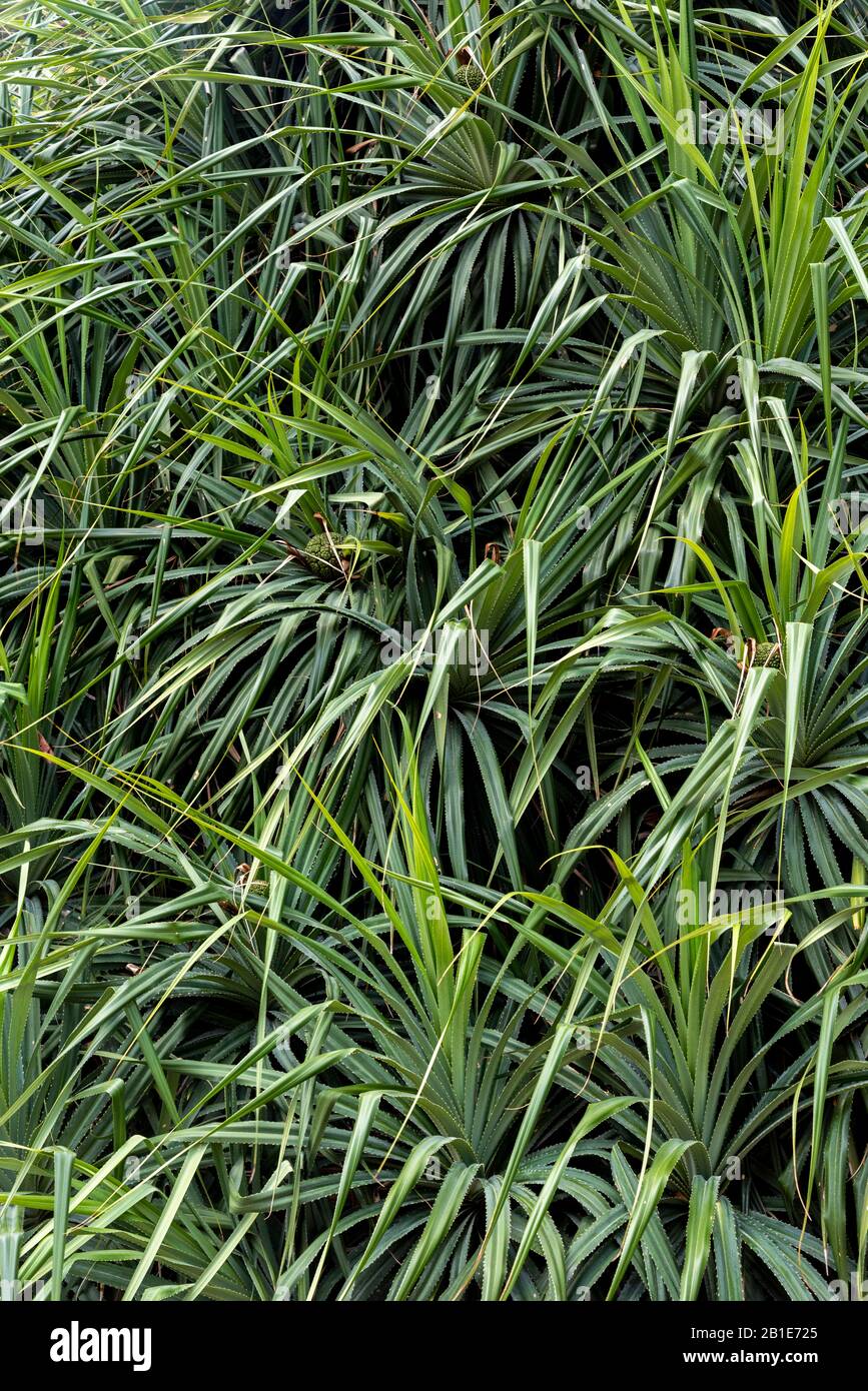 Hintergrund der grünen Mauer des Aloe-Baums Stockfoto