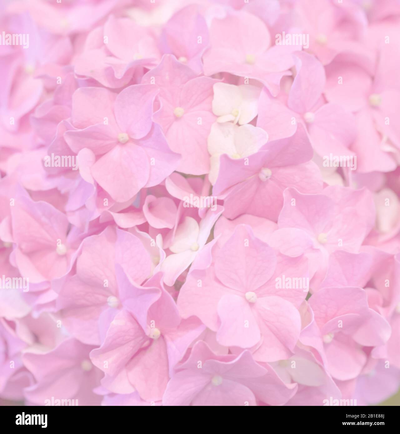 Schöne Hintergründe für Hydrangea. Verschwommene, rosafarbene Blumen, die im Garten blühen. Stockfoto