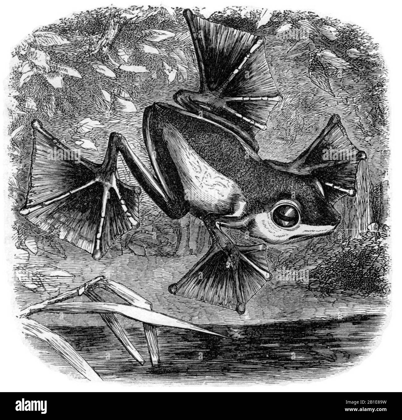 Eine Illustration aus dem Malaiischen Archipel zeigt der fliegende Frosch Wallace entdeckt. Stockfoto