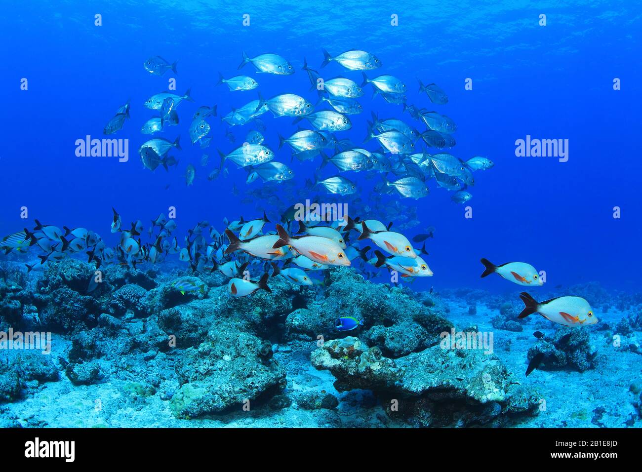 Shoal of Bareek Trevally Fish (Charangoides Plagiotaemia) unter Wasser im tropischen Riff des indischen Ozeans Stockfoto